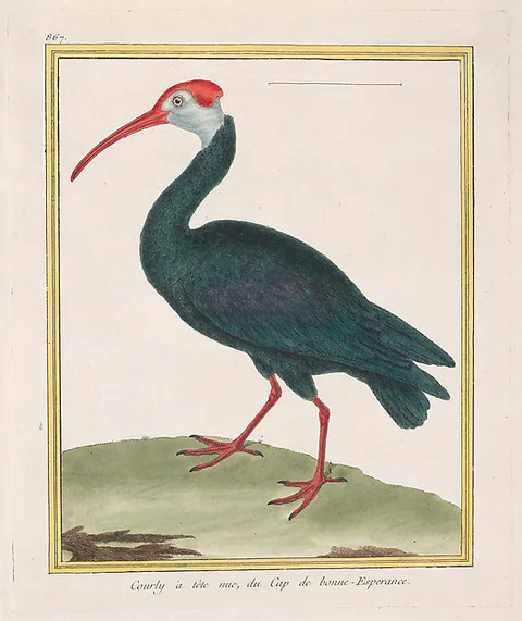 François-Nicolas Martinet, Courly à tête nu, du Cap de bonne Esperance (Bald Ibis from the Cape of Good Hope), from "Histoire Naturelle de Oiseaux"
