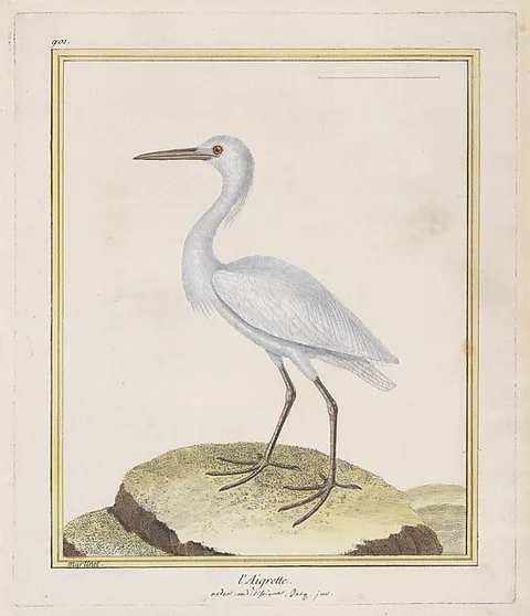 François-Nicolas Martinet, L'Aigrette (Egret), from "Histoire Naturelle de Oiseaux"