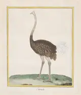 François-Nicolas Martinet, Autruche (Ostrich), from "Histoire Naturelle de Oiseaux"