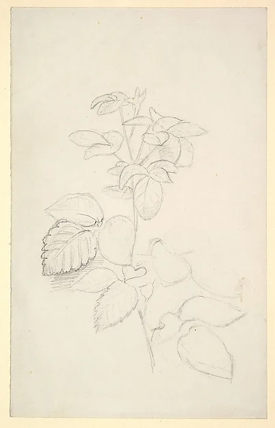 George Richmond, Study of a plant