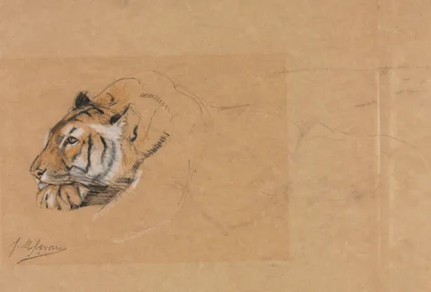 John Macallan Swan, Tiger