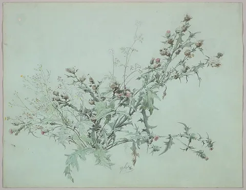 Carl Graeb, Study of a Flowering Thistle
