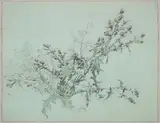 Carl Graeb, Study of a Flowering Thistle