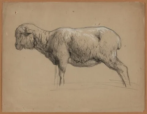 Ferdinand Chaigneau, A Sheep