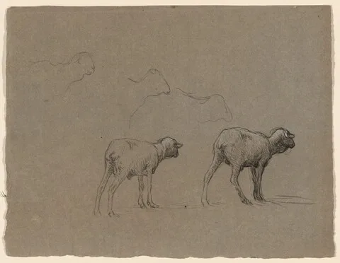 Ferdinand Chaigneau, Studies of Sheep