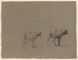 Ferdinand Chaigneau, Studies of Sheep