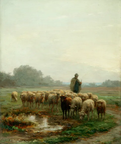 Ferdinand Chaigneau, Sheep