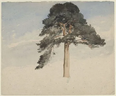 William Leighton Leitch, Schotse dennenboom