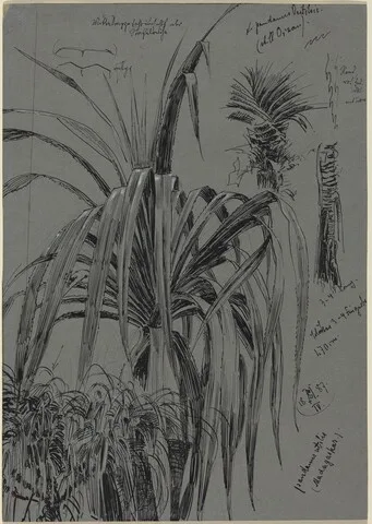 Max Seliger, Studies of Screwpines from Madagascar
