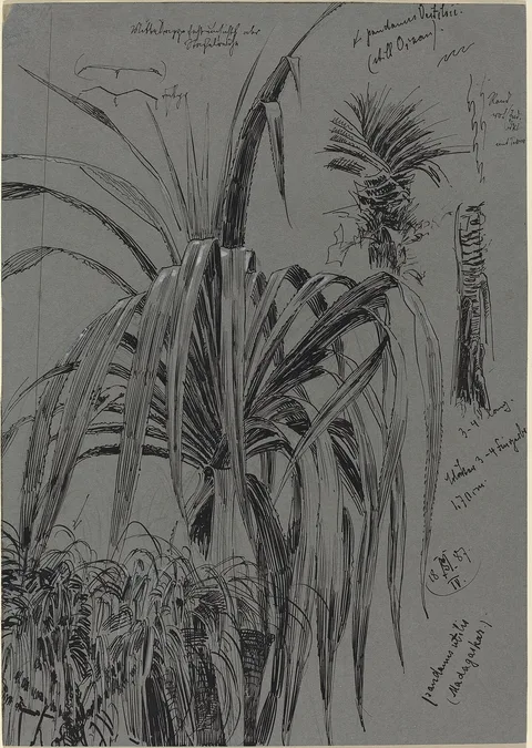 Max Seliger, Studies of Screwpines from Madagascar