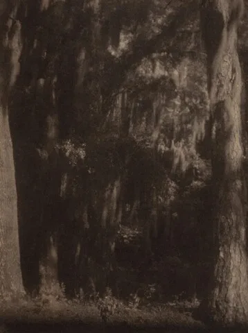 Doris Ulmann, Cypress Trees, South Carolina