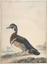 Aert Schouman, A Duck