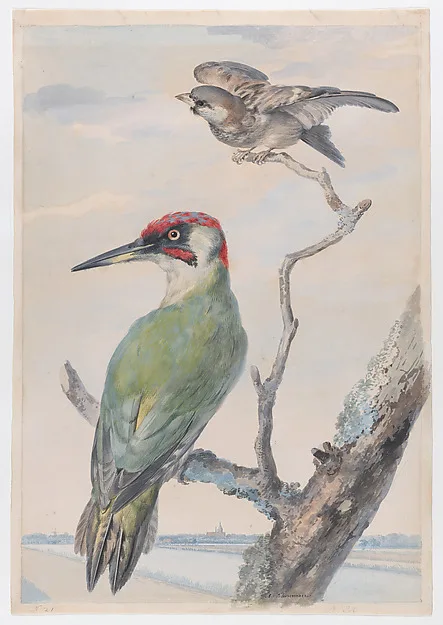 Aert Schouman, A Green Woodpecker and a Sparrow in a Tree