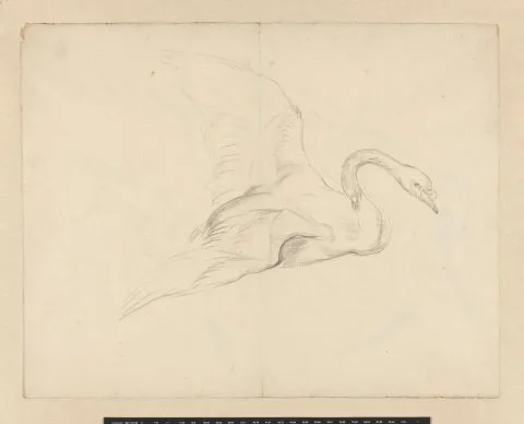 Aert Schouman, Studie van een zwaan