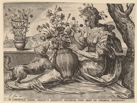 Cornelis Cort, Odoratus