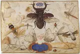 Joris Hoefnagel, Insects and the Head of a Wind God