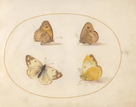 Joris Hoefnagel, Plate 9: Meadow Brown, Gatekeeper, Clouded Yellow, and Bath White Butterflies
