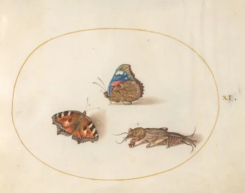 Joris Hoefnagel, Plate 11: Small Tortoiseshell and Red Admiral Butterflies with a Mole Cricket