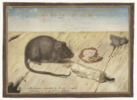 Joris Hoefnagel, Two Mice