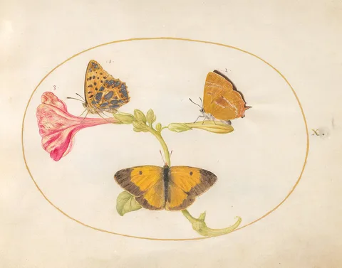 Joris Hoefnagel, Animalia Rationalia et Insecta (Ignis):  Plate X