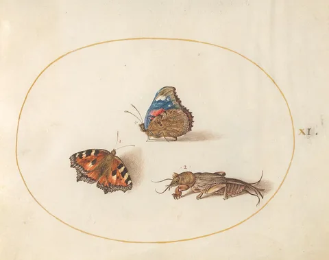Joris Hoefnagel, Animalia Rationalia et Insecta (Ignis):  Plate XI