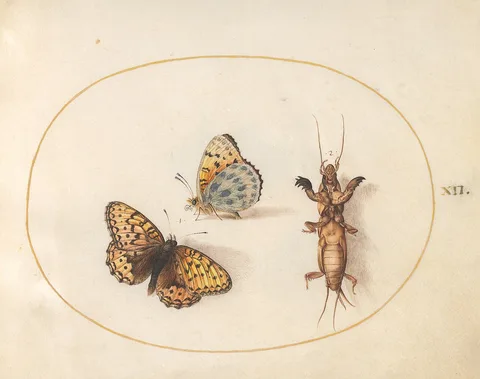 Joris Hoefnagel, Animalia Rationalia et Insecta (Ignis):  Plate XII