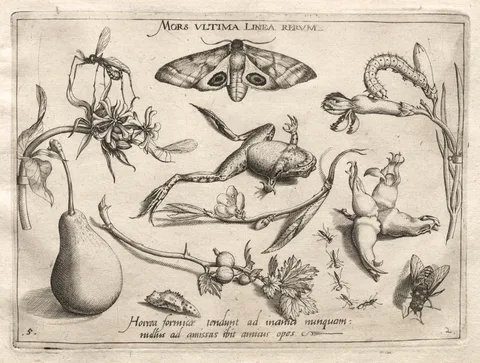 Joris Hoefnagel, Archetypes and Studies: Death is the line that marks the end of all (Part II, plate 5)