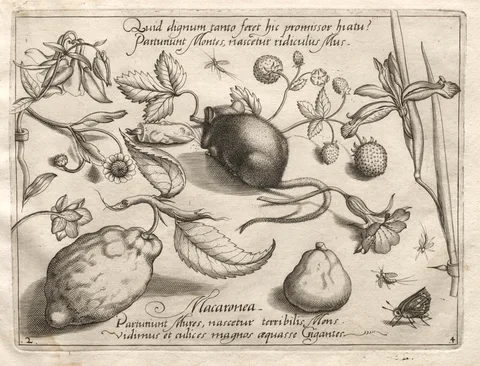Joris Hoefnagel, Archetypes and Studies: What can emerge in keeping with such a cavernous promise? (Part IV, plate 2)