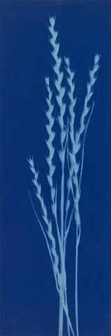 Bertha Jaques, Darnel