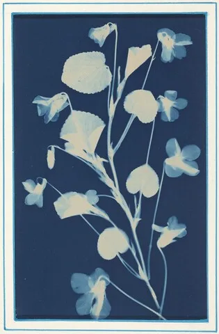 Bertha Jaques, Untitled