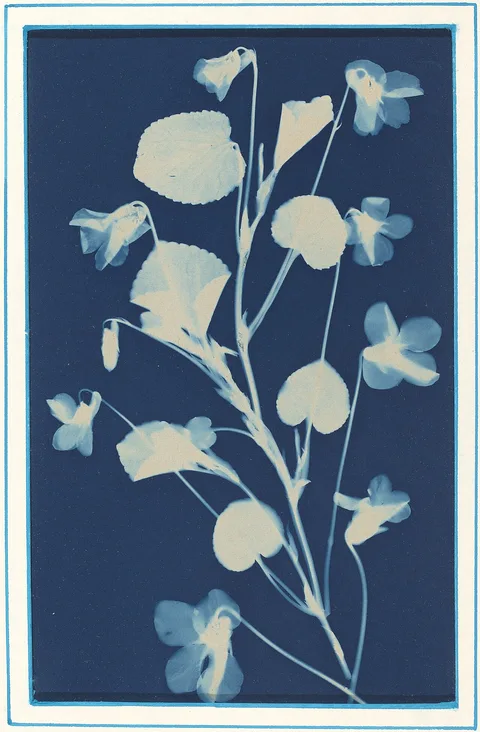 Bertha Jaques, Untitled