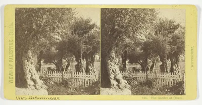 Félix Bonfils, The Garden of Olives, Jerusalem, No. 576 from the series "Views of Palestine"