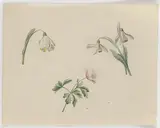 Caroline Friederike Friedrich, Snowdrop and Wood Anemone