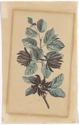 Caroline Friederike Friedrich, Spicebush