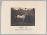 Adrien Alban Tournachon, Pascaline