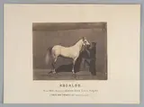 Adrien Alban Tournachon, Absalon