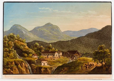 Friedrich Salathé, Plantaçaõ de café