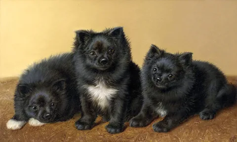 Horatio Henry Couldery, A trio of Pomeranians