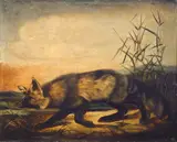 John Woodhouse Audubon, Long-Tailed Red Fox