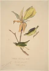 John Woodhouse Audubon, Kentucky Fly-catching Warbler
