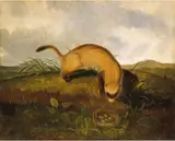 John Woodhouse Audubon, Black-Footed Ferret
