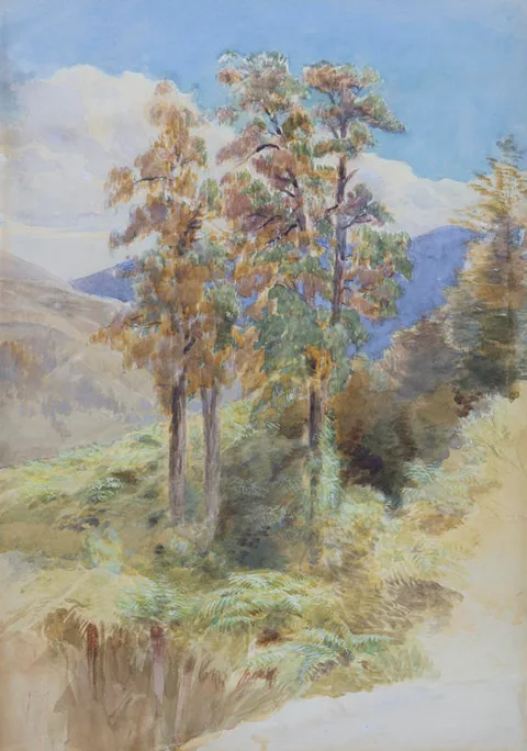 John Gully, Rimu Trees - Riwaka