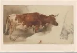 Willem Carel Nakken, Staande koe, naar rechts, en schets van een rund