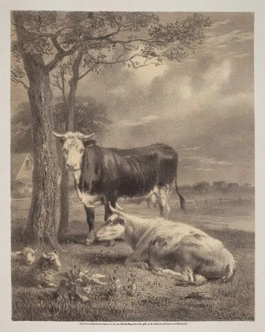 Joseph Foxcroft Cole, Cattle Ruminating