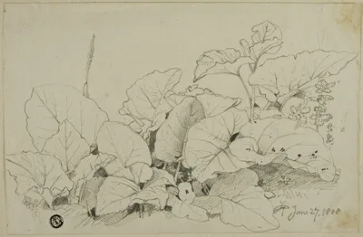 Joshua Cristall, Clump of Leaves and Flowers