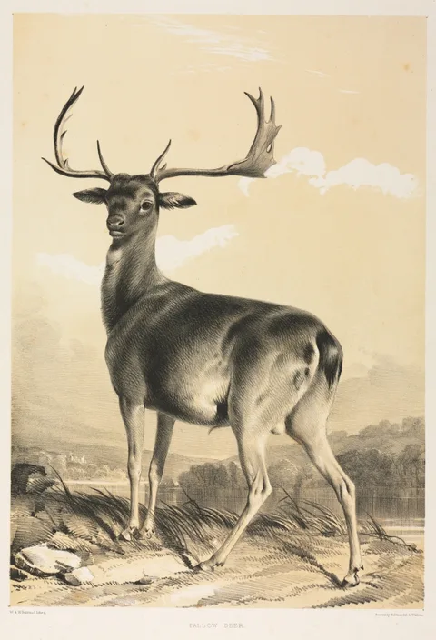 William Barraud, Fallow Deer