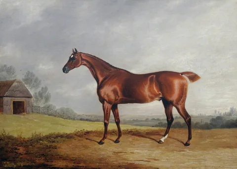 Edwin Cooper, A Chestnut Hunter in a Field