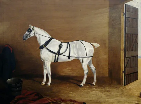 Edwin Cooper, A Grey Carriage Horse in a Stable