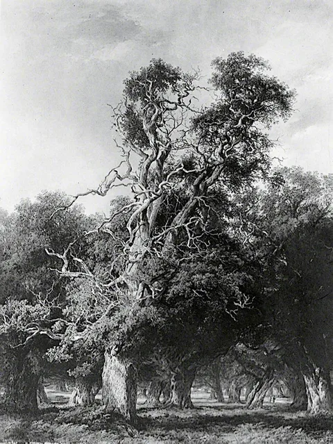 Frederick Henry Henshaw, An Old Oak, Forest Of Arden, Warwickshire