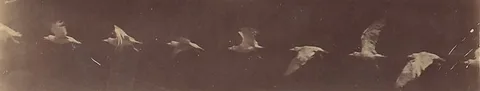 Étienne-Jules Marey, [Bird in Flight]